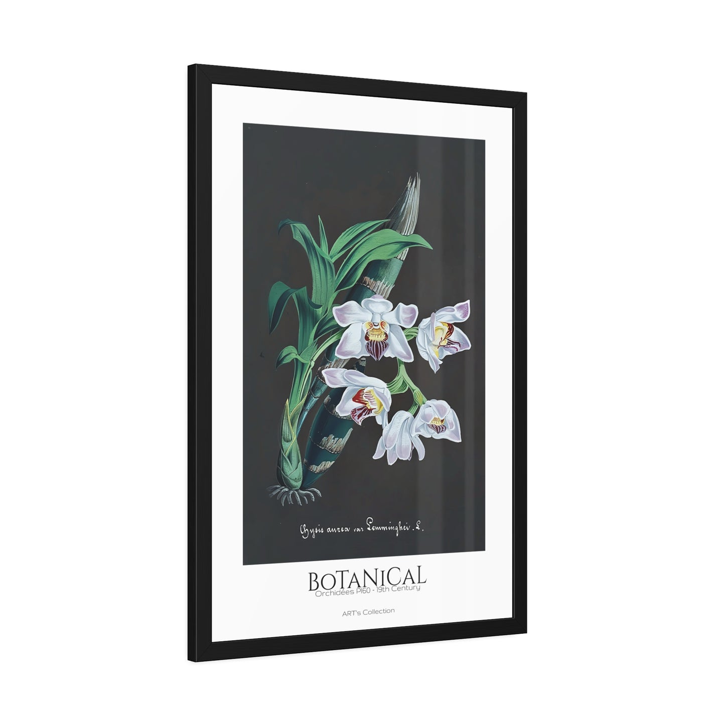 Botanical - Orchidées Pl.60 (19th Century) / Affiche Encadrée série ART's Collection