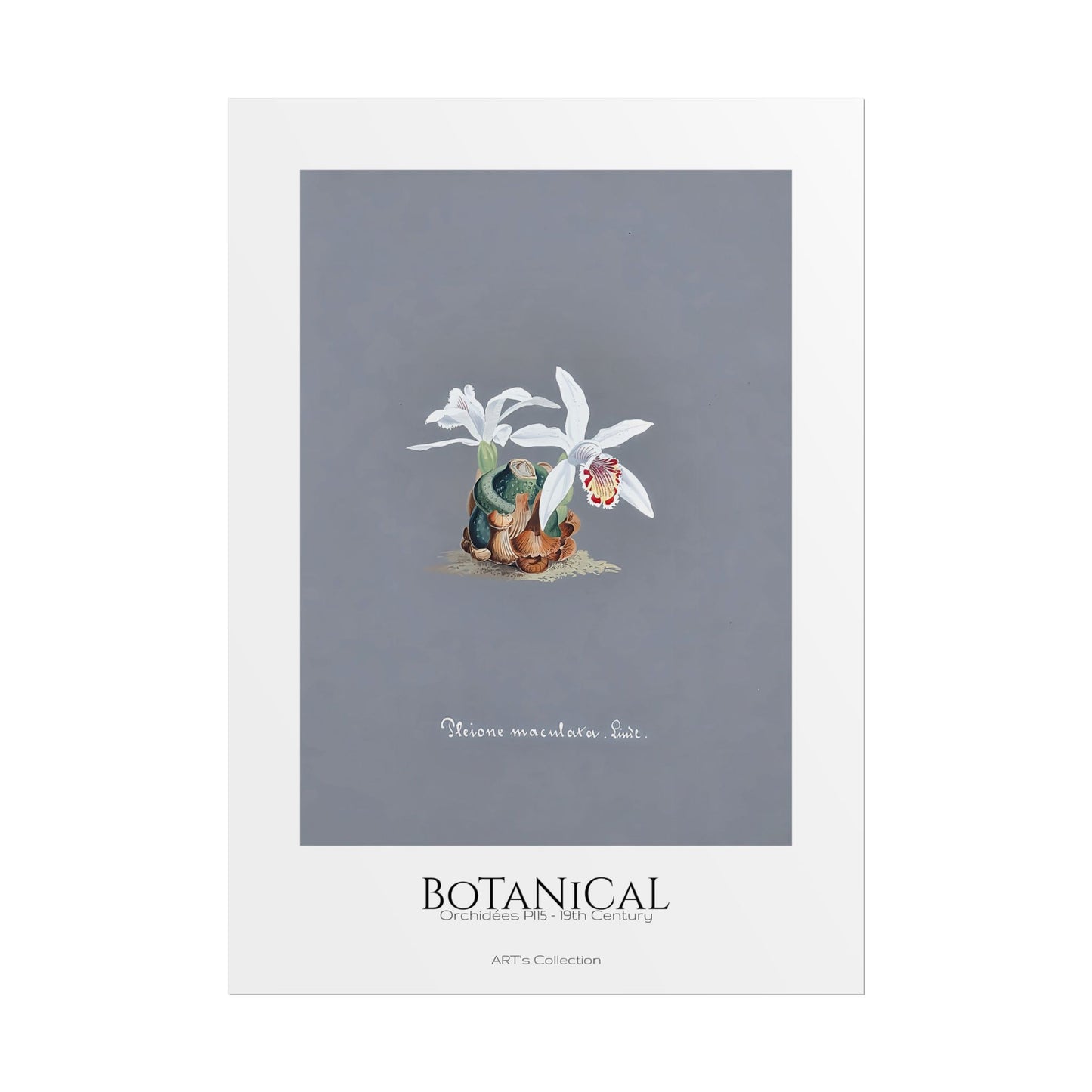 Botanical - Orchidées Pl.15 (19th Century) / Affiche imprimée - Série ART's Collection