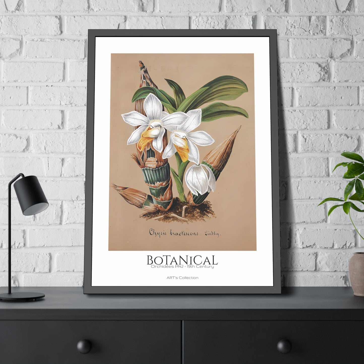 Botanical - Orchidées Pl.42 (19th Century) / Affiche Encadrée série ART's Collection