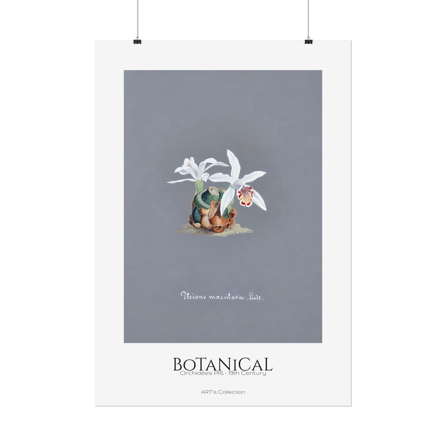 Botanical - Orchidées Pl.15 (19th Century) / Affiche imprimée - Série ART's Collection