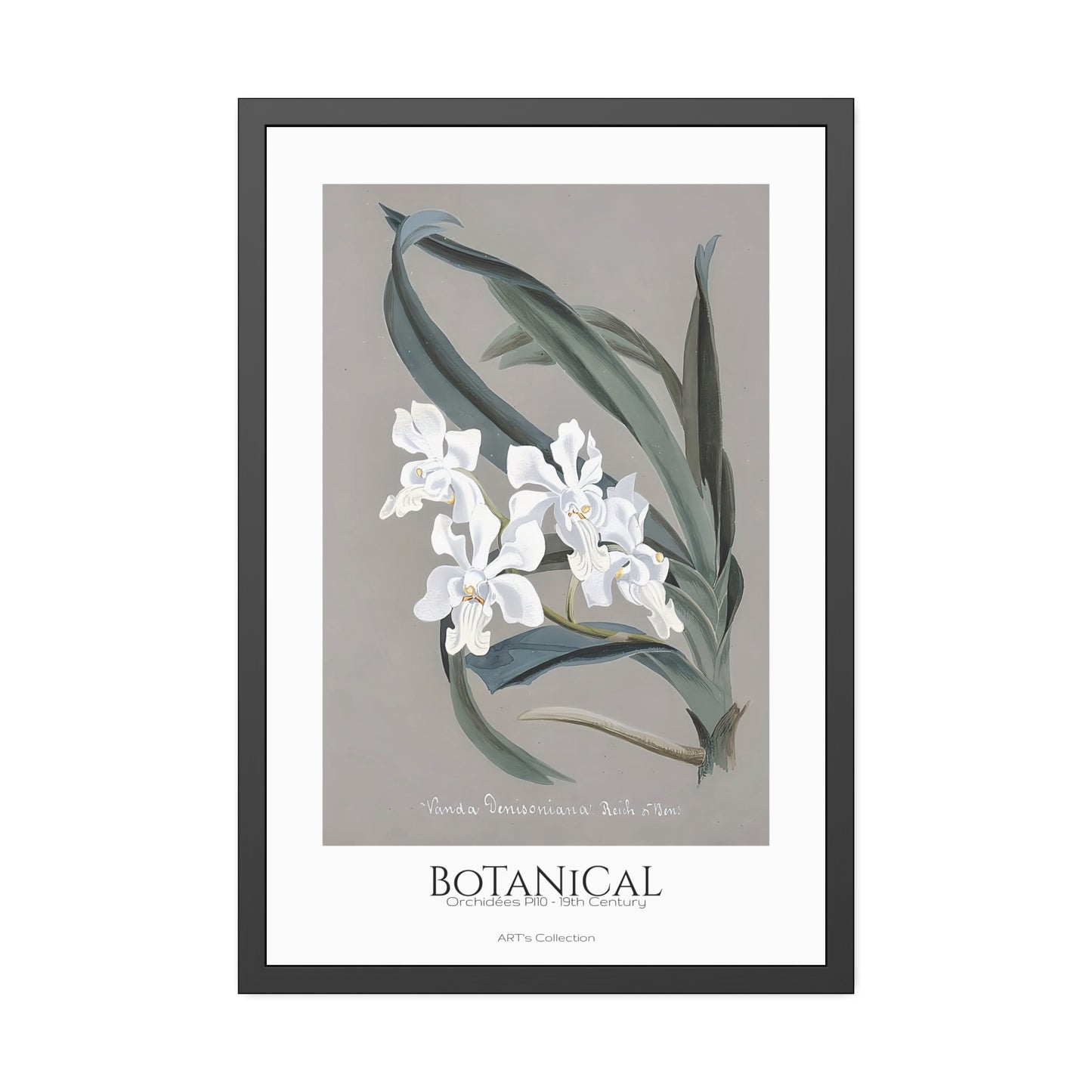 Botanical - Orchidées Pl.10 (19th Century) / Affiche Encadrée série ART's Collection