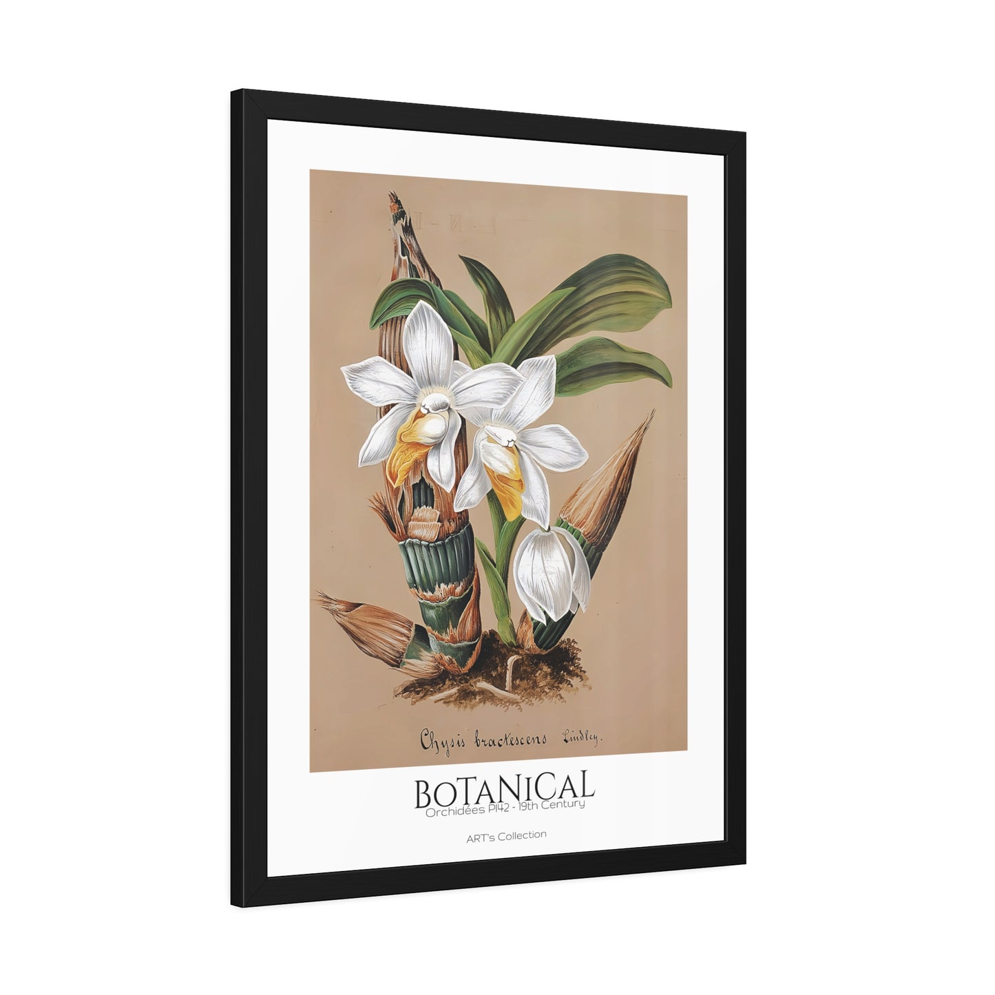 Botanical - Orchidées Pl.42 (19th Century) / Affiche Encadrée série ART's Collection