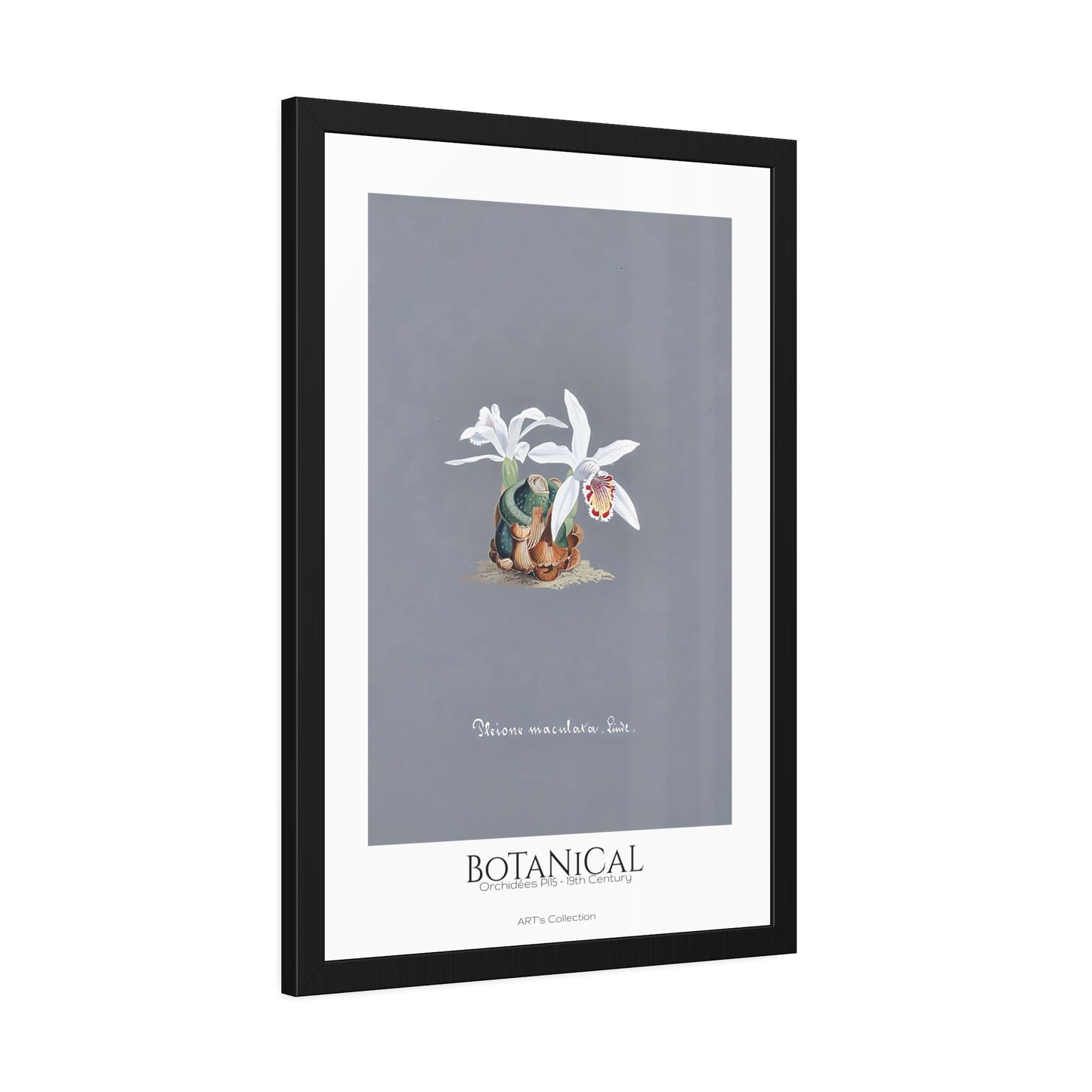 Botanical - Orchidées Pl.15 (19th Century) / Affiche Encadrée série ART's Collection