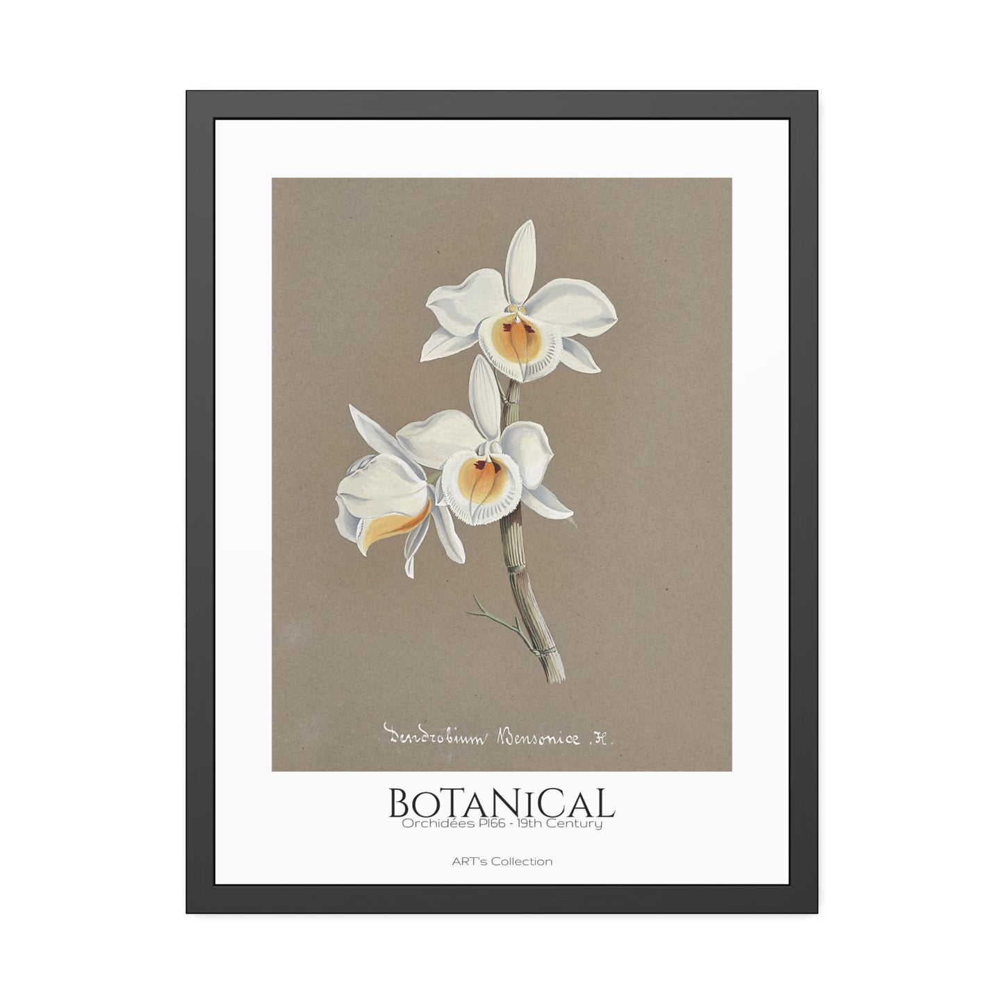 Botanical - Orchidées Pl.66 (19th Century) / Affiche Encadrée série ART's Collection