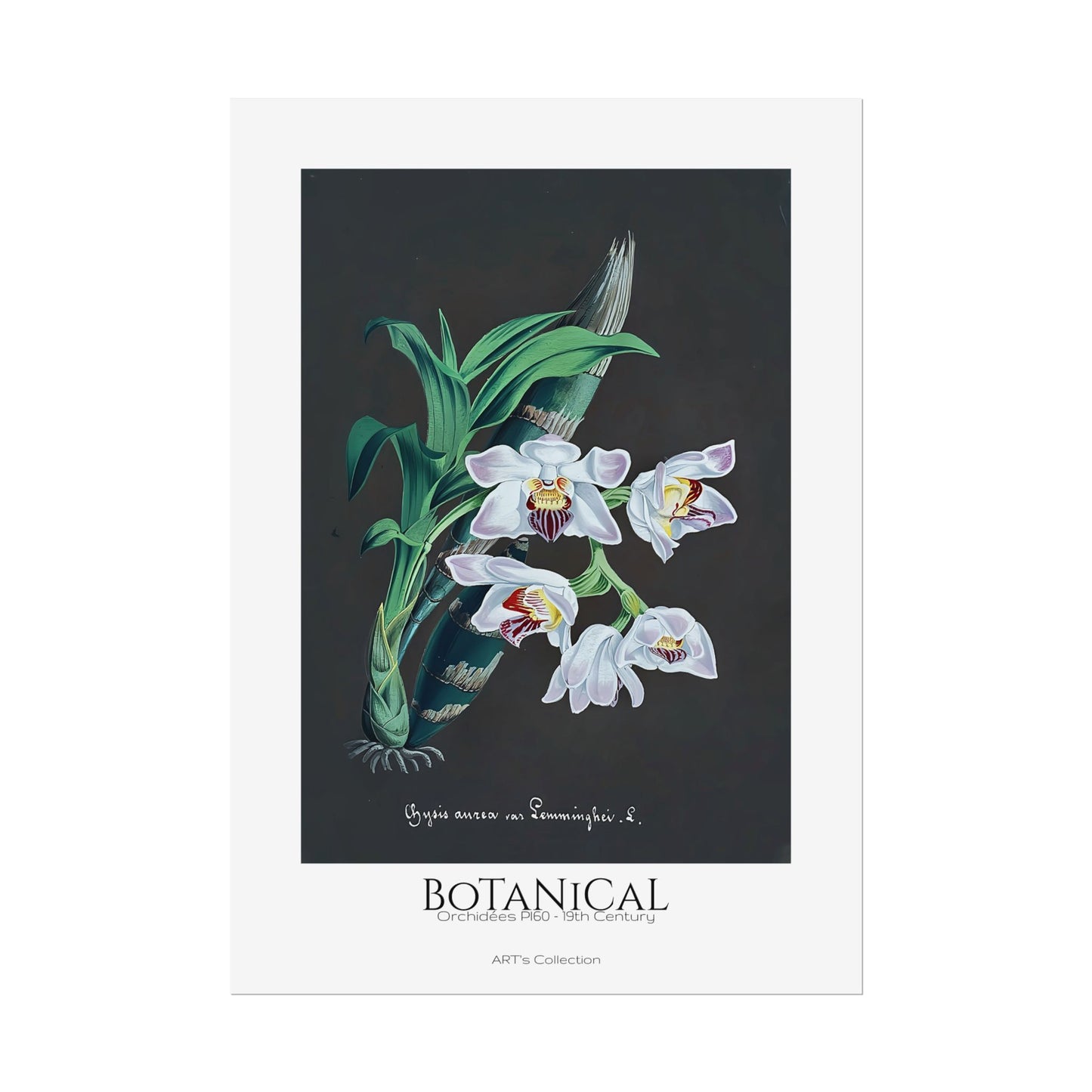 Botanical - Orchidées Pl.60 (19th Century) / Affiche imprimée - Série ART's Collection
