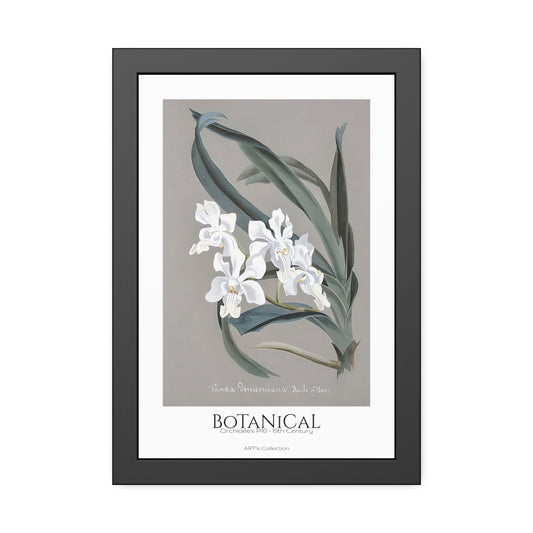 Botanical - Orchidées Pl.10 (19th Century) / Affiche Encadrée série ART's Collection