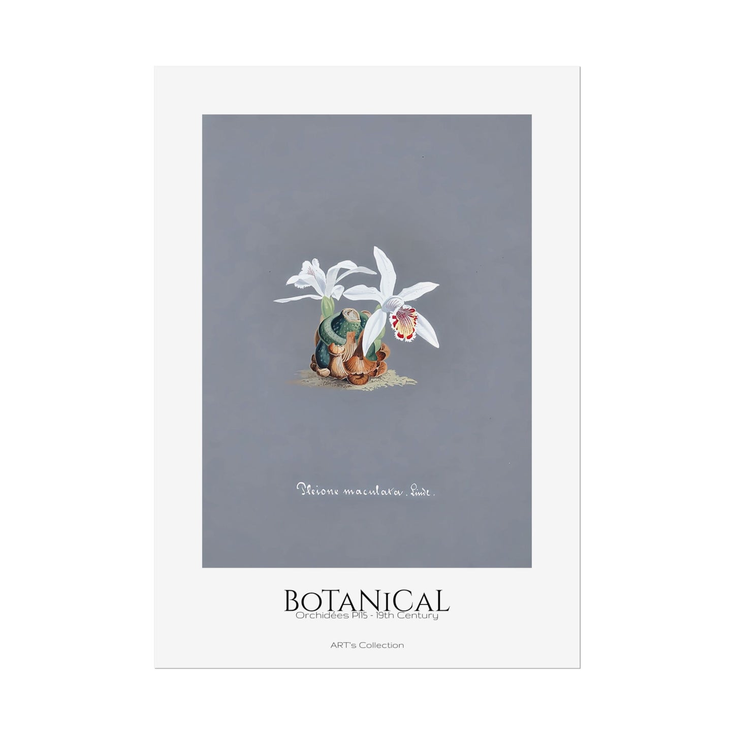 Botanical - Orchidées Pl.15 (19th Century) / Affiche imprimée - Série ART's Collection
