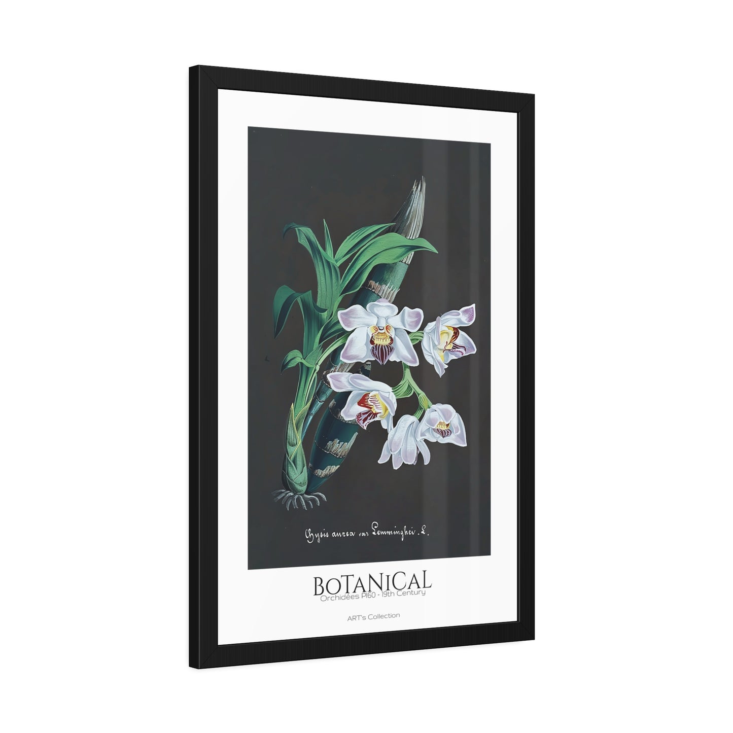 Botanical - Orchidées Pl.60 (19th Century) / Affiche Encadrée série ART's Collection