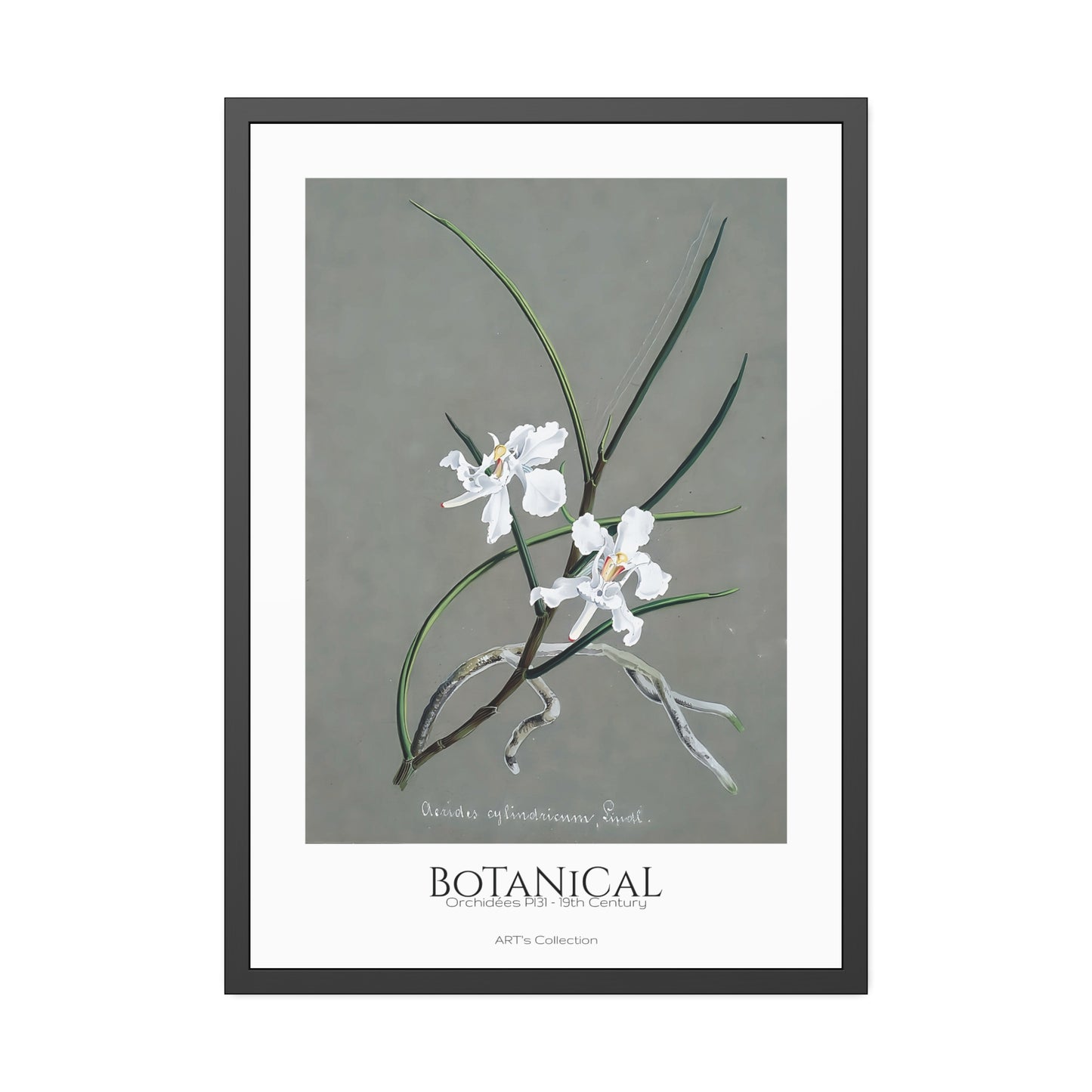 Botanical - Orchidées Pl.31 (19th Century) / Affiche Encadrée série ART's Collection