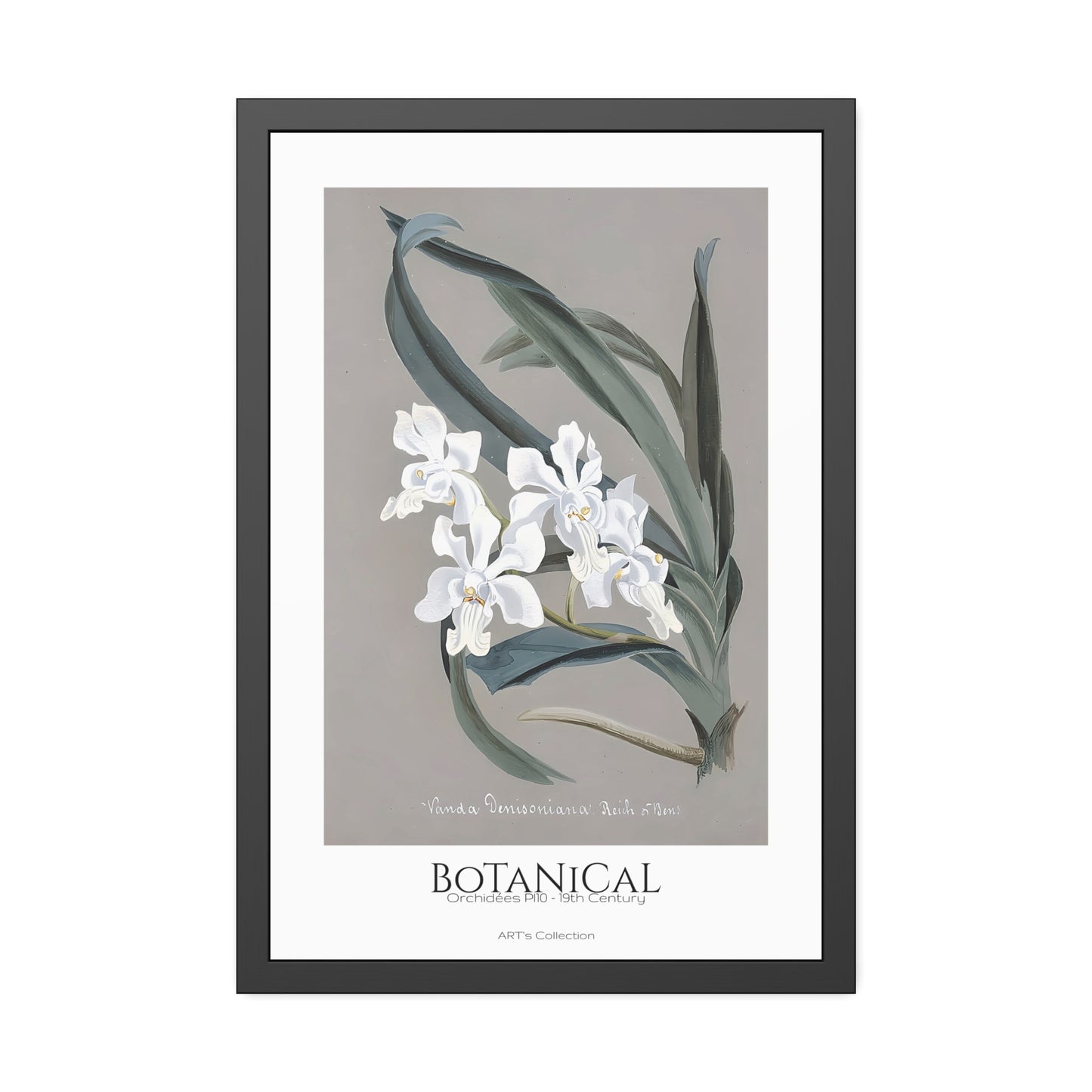 Botanical - Orchidées Pl.10 (19th Century) / Affiche Encadrée série ART's Collection