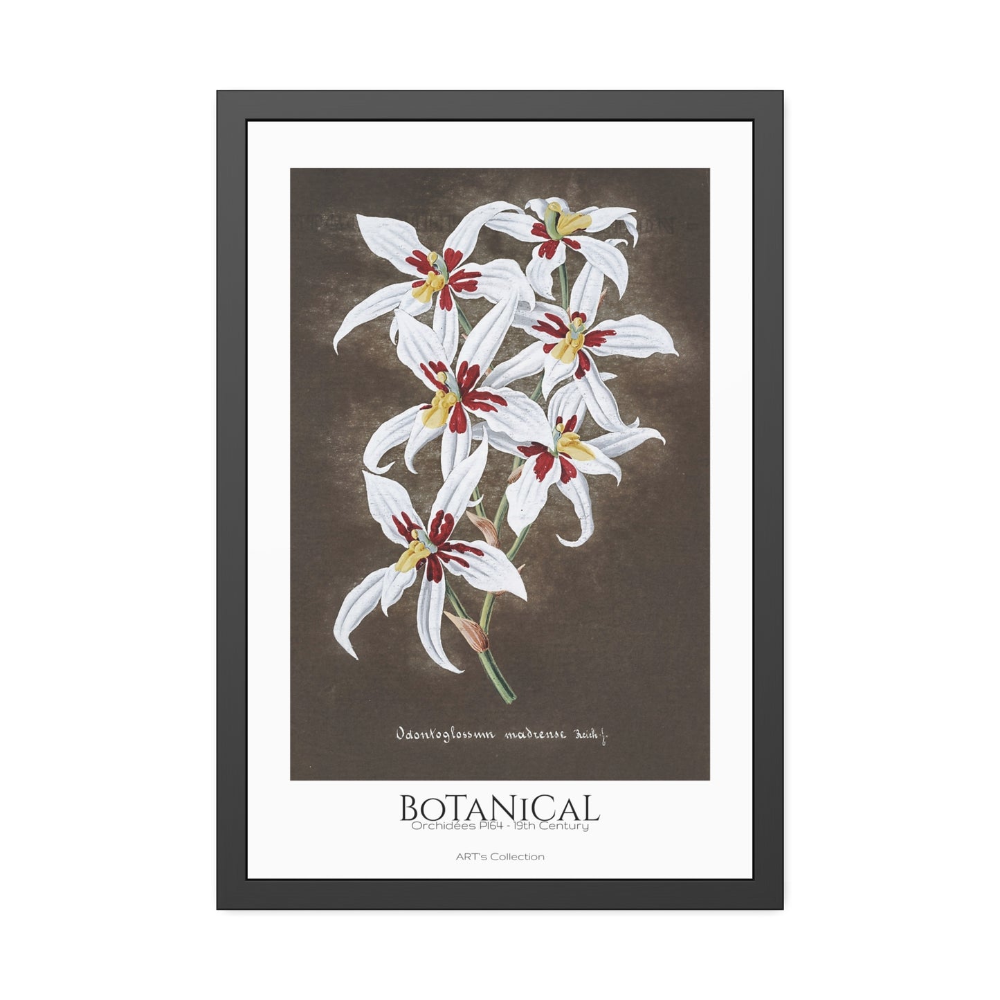 Botanical - Orchidées Pl.64 (19th Century) / Affiche Encadrée série ART's Collection