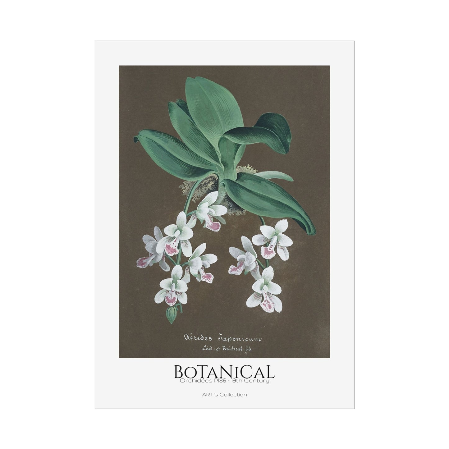 Botanical - Orchidées Pl.86 (19th Century) / Affiche imprimée - Série ART's Collection