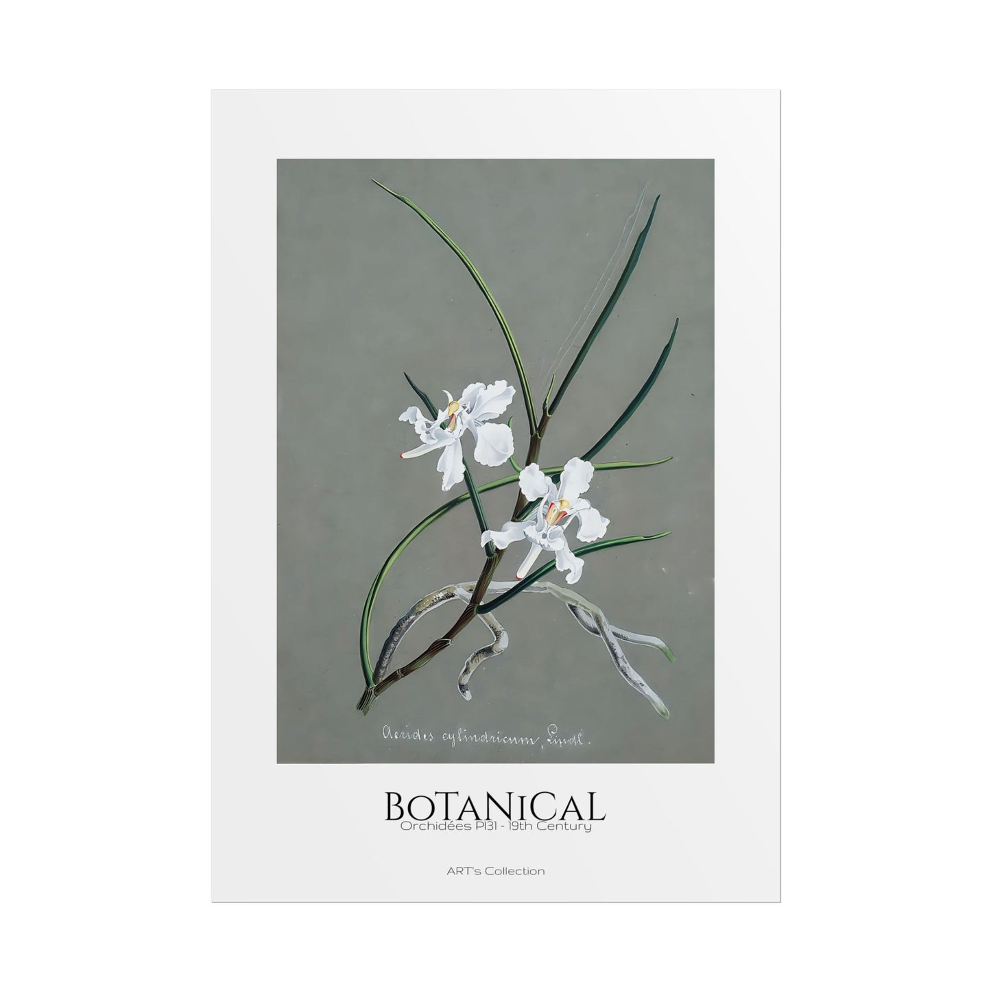 Botanical - Orchidées Pl.31 (19th Century) / Affiche imprimée - Série ART's Collection