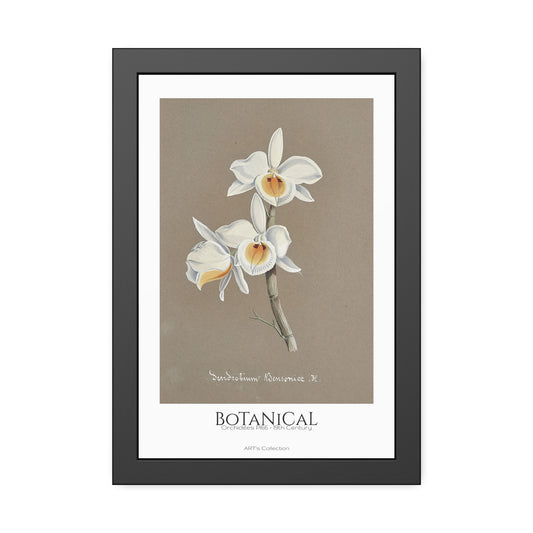 Botanical - Orchidées Pl.66 (19th Century) / Affiche Encadrée série ART's Collection