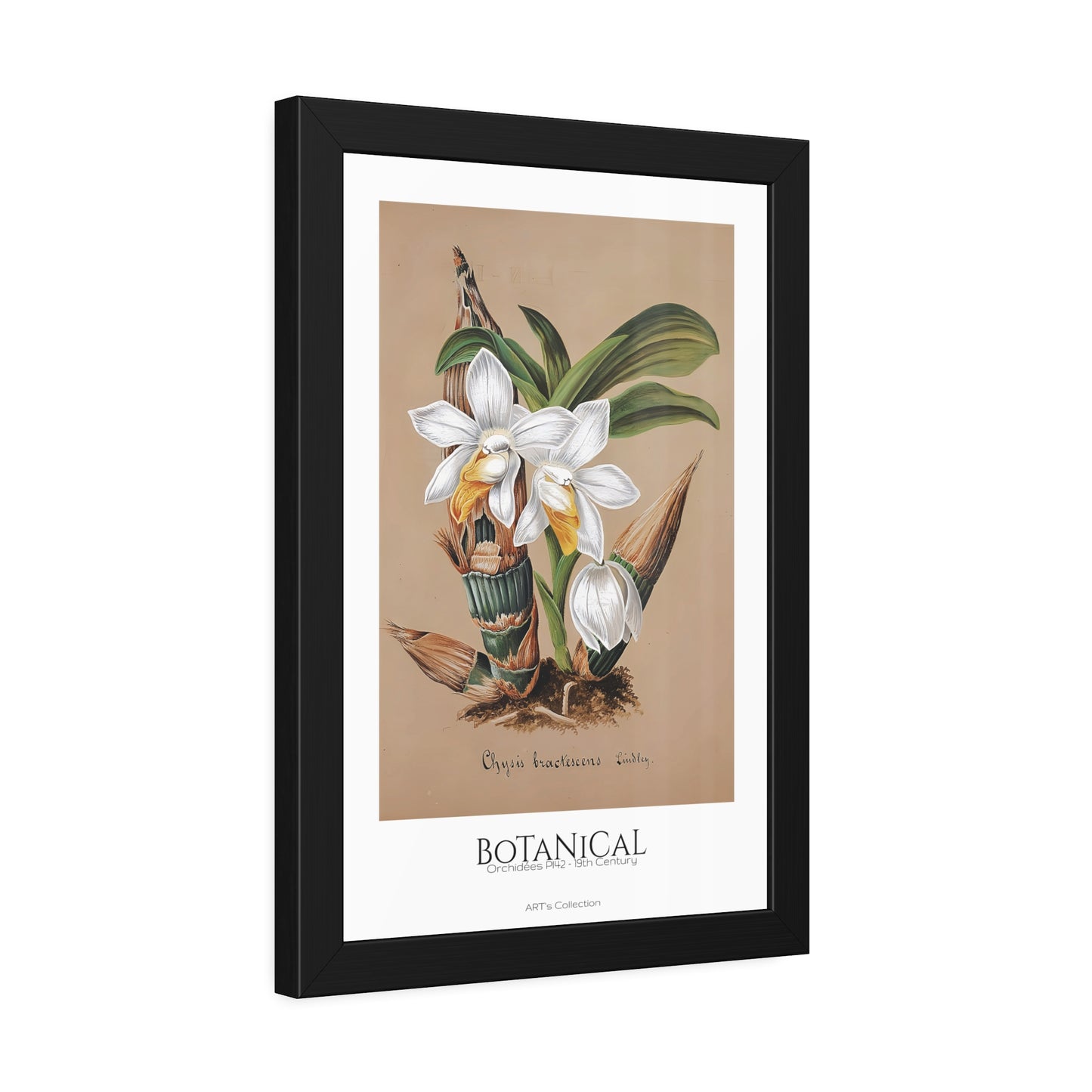 Botanical - Orchidées Pl.42 (19th Century) / Affiche Encadrée série ART's Collection