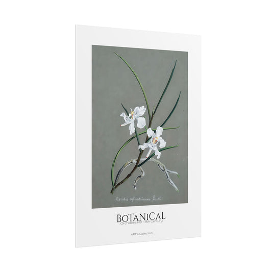 Botanical - Orchidées Pl.31 (19th Century) / Affiche imprimée - Série ART's Collection