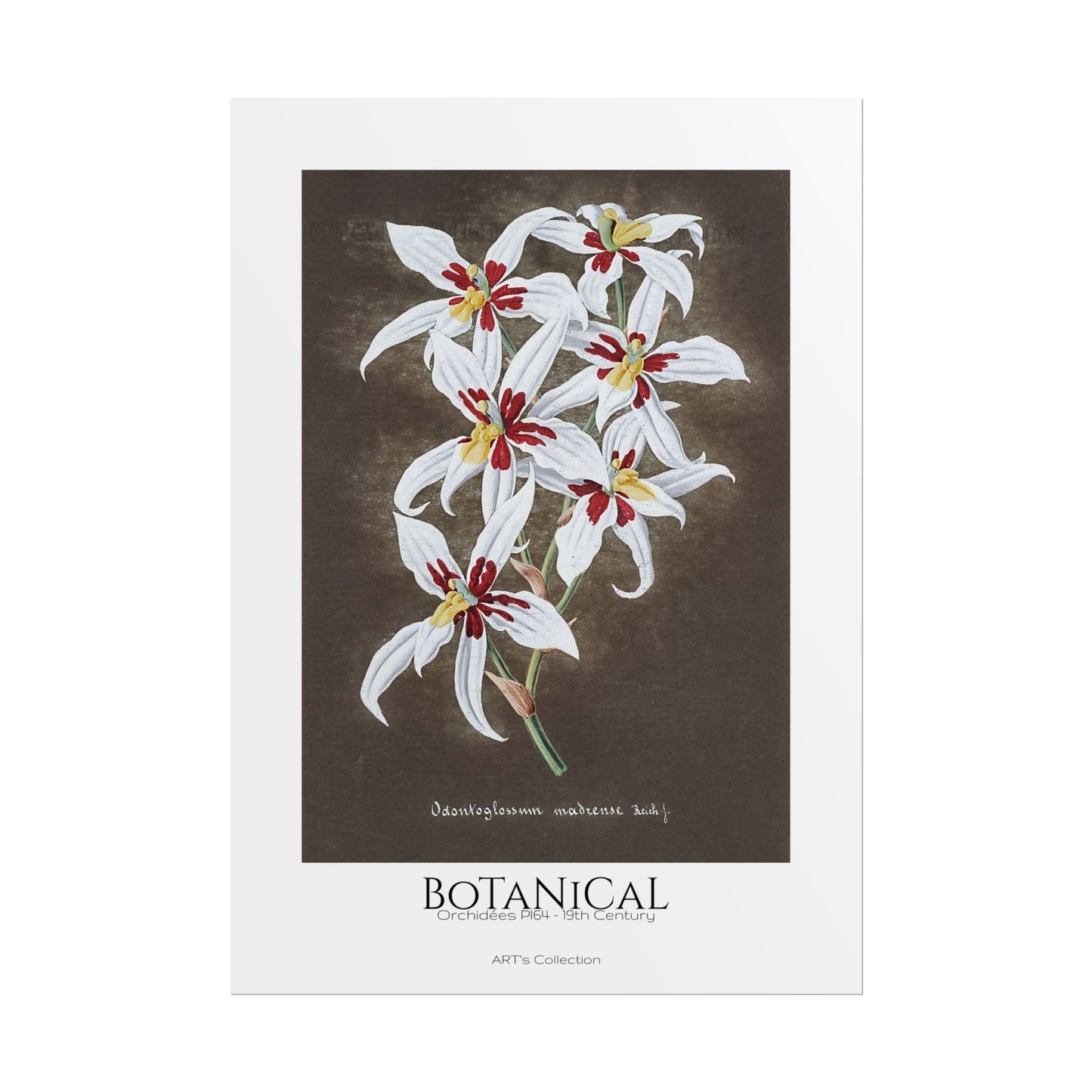 Botanical - Orchidées Pl.64 (19th Century) / Affiche imprimée - Série ART's Collection