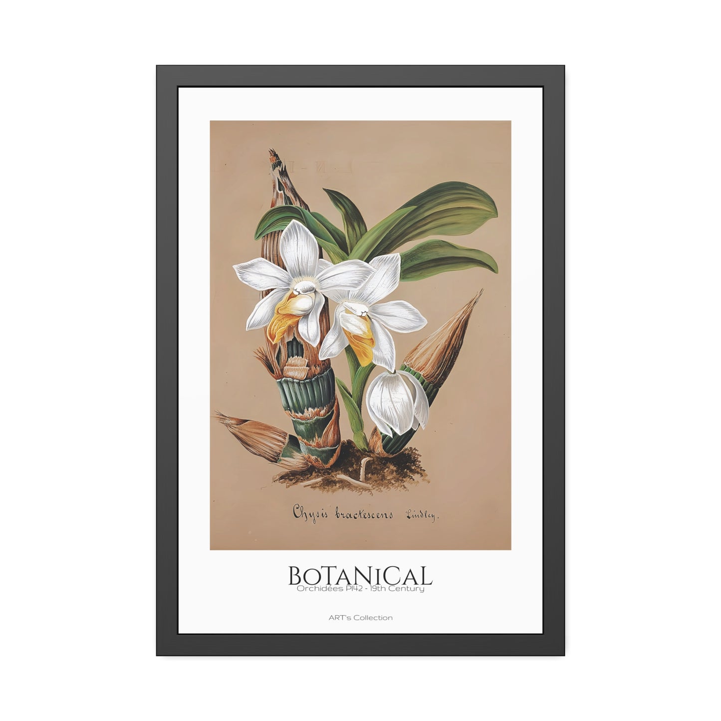 Botanical - Orchidées Pl.42 (19th Century) / Affiche Encadrée série ART's Collection