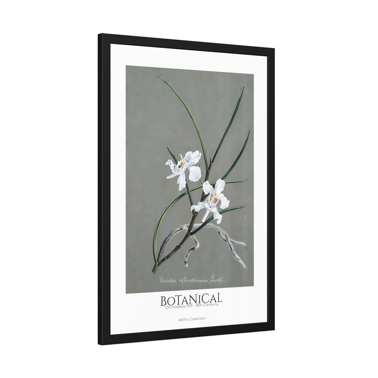 Botanical - Orchidées Pl.31 (19th Century) / Affiche Encadrée série ART's Collection