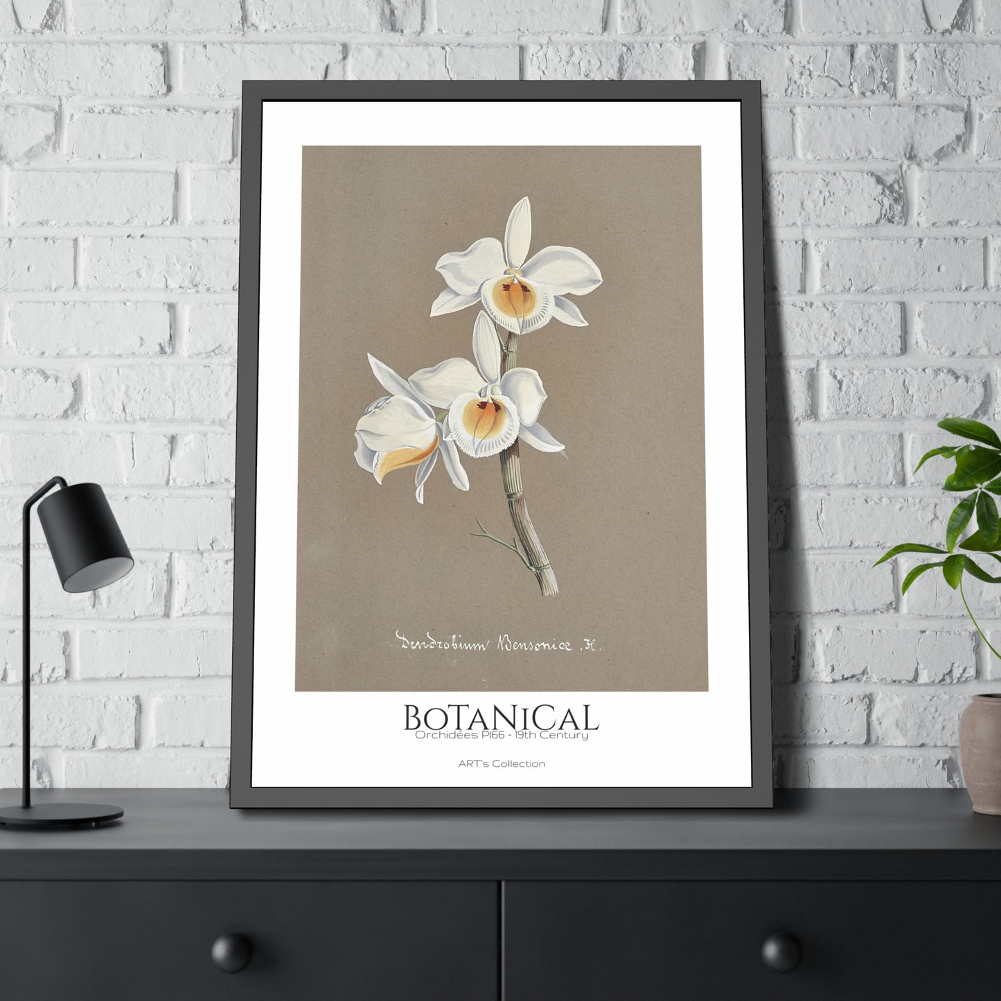 Botanical - Orchidées Pl.66 (19th Century) / Affiche Encadrée série ART's Collection
