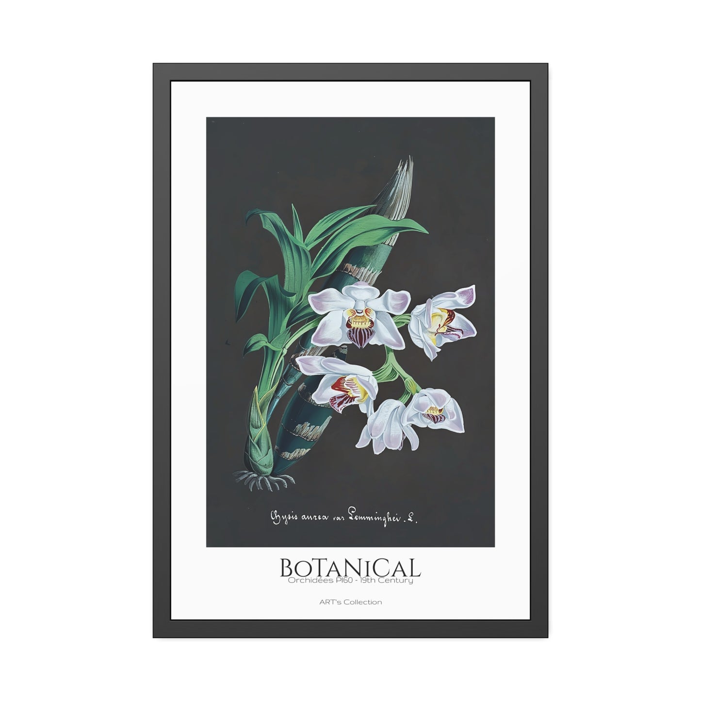 Botanical - Orchidées Pl.60 (19th Century) / Affiche Encadrée série ART's Collection