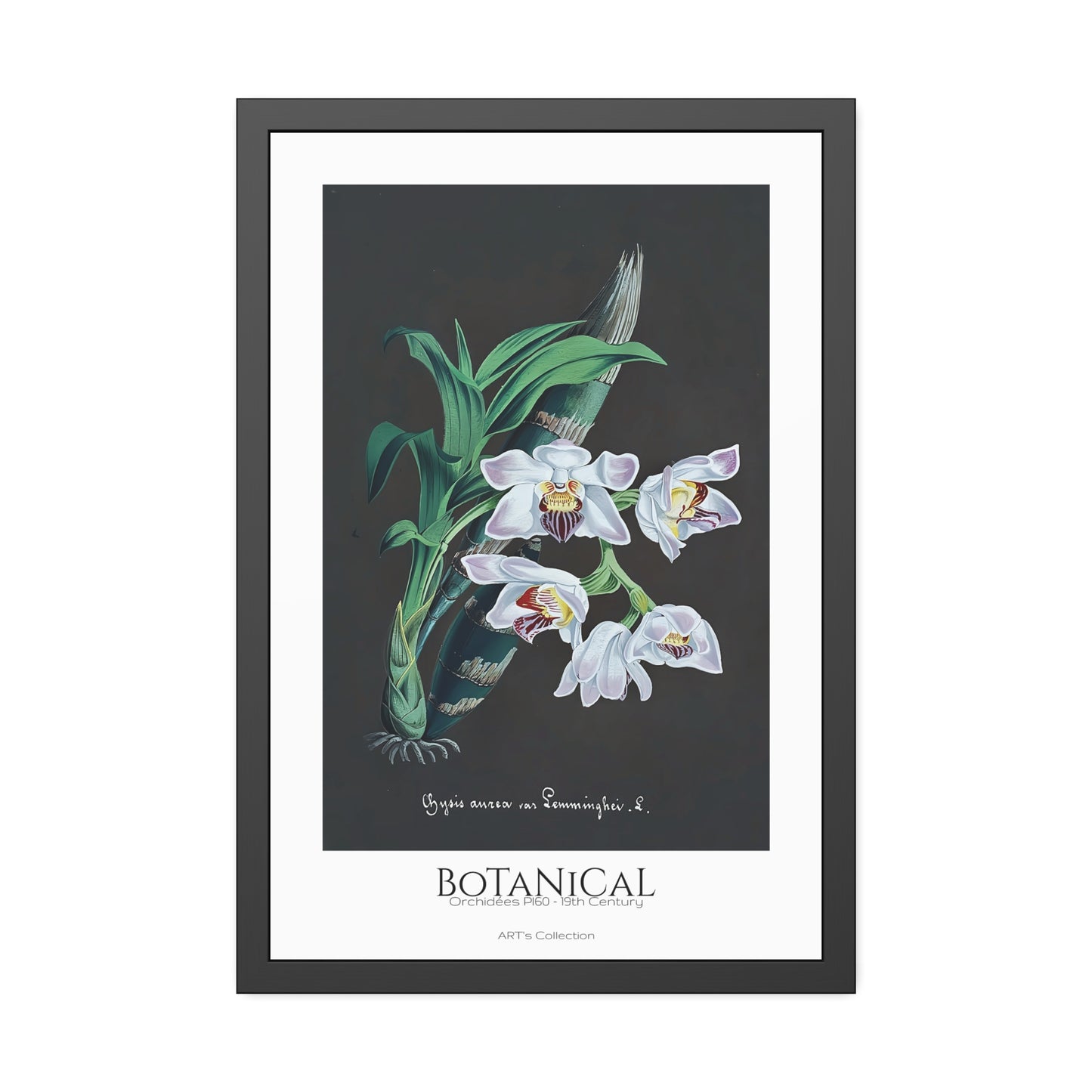 Botanical - Orchidées Pl.60 (19th Century) / Affiche Encadrée série ART's Collection