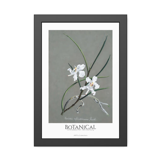 Botanical - Orchidées Pl.31 (19th Century) / Affiche Encadrée série ART's Collection
