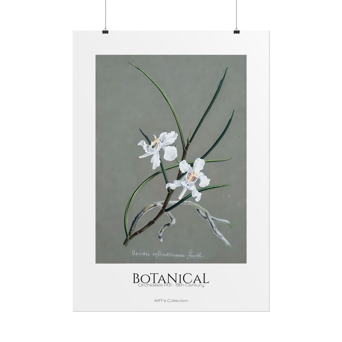 Botanical - Orchidées Pl.31 (19th Century) / Affiche imprimée - Série ART's Collection