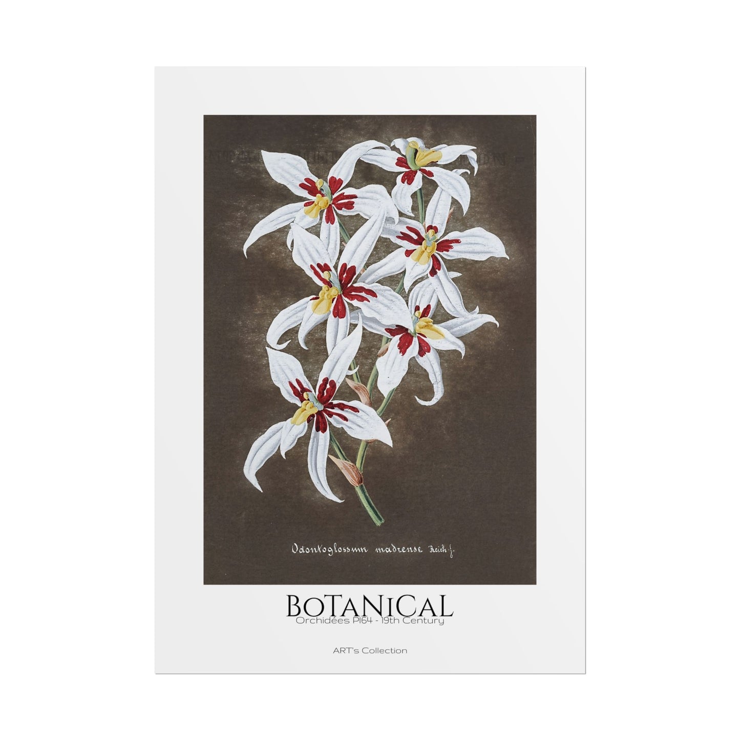 Botanical - Orchidées Pl.64 (19th Century) / Affiche imprimée - Série ART's Collection