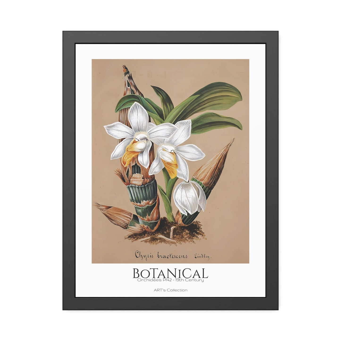 Botanical - Orchidées Pl.42 (19th Century) / Affiche Encadrée série ART's Collection