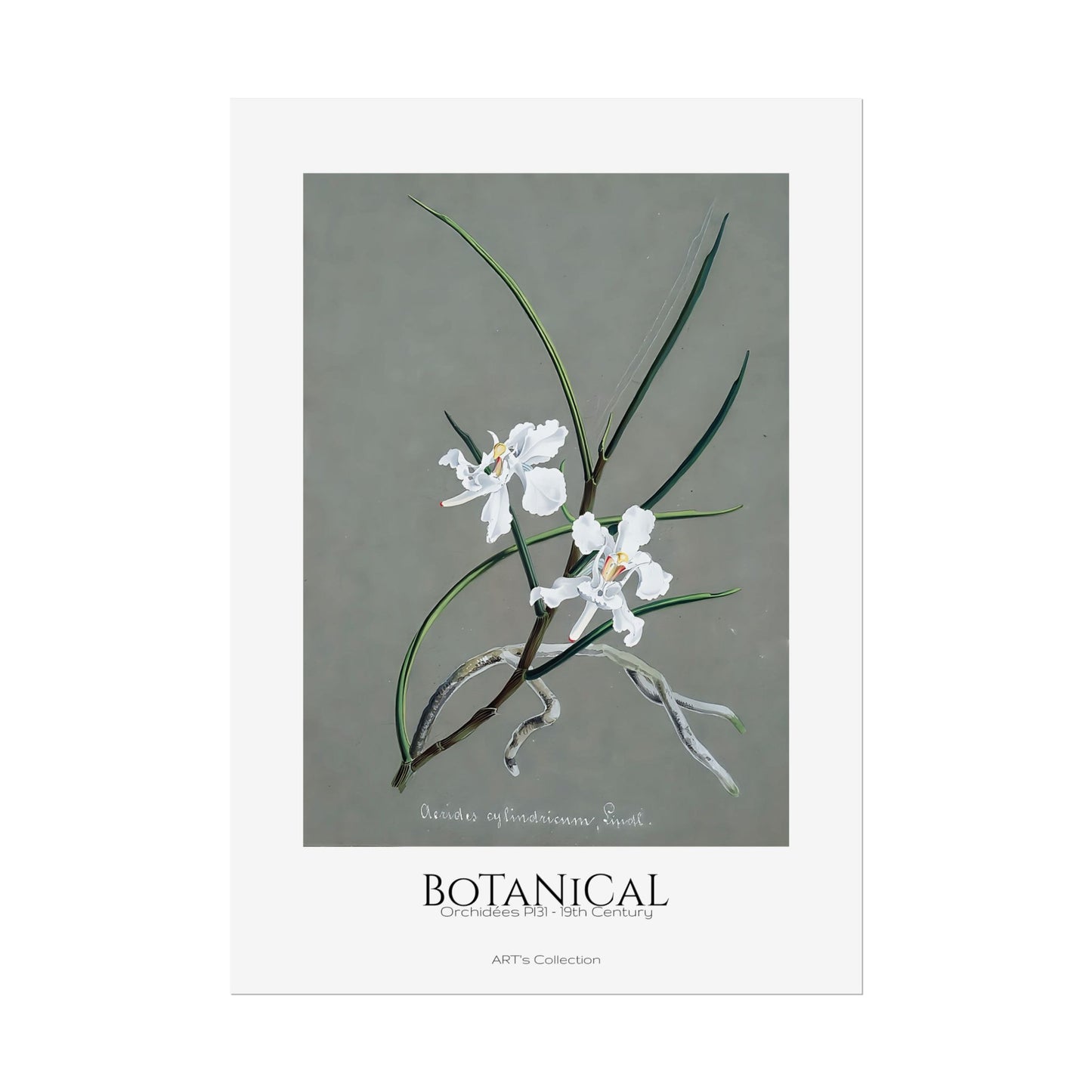 Botanical - Orchidées Pl.31 (19th Century) / Affiche imprimée - Série ART's Collection