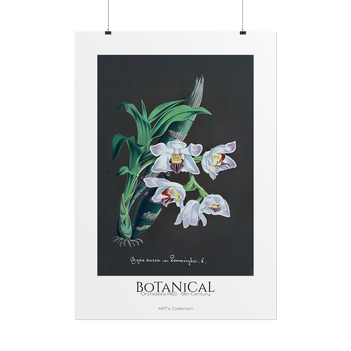 Botanical - Orchidées Pl.60 (19th Century) / Affiche imprimée - Série ART's Collection