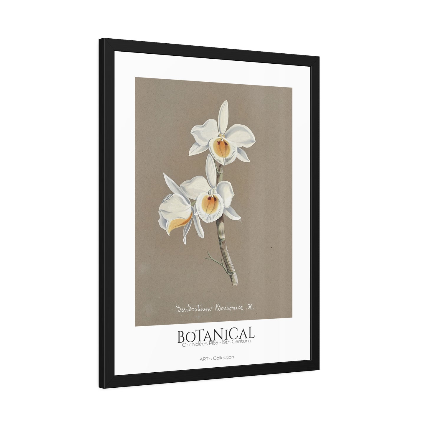 Botanical - Orchidées Pl.66 (19th Century) / Affiche Encadrée série ART's Collection
