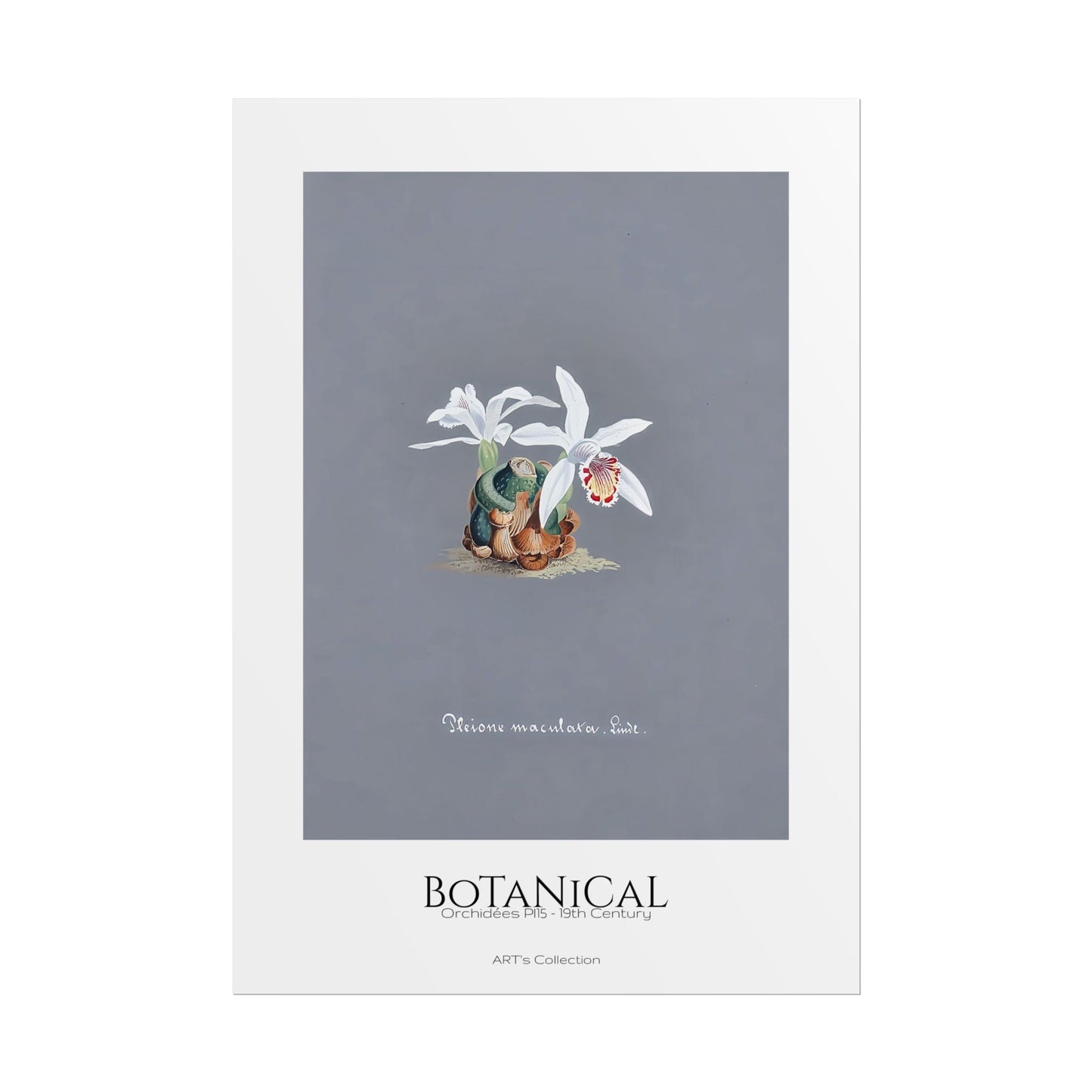 Botanical - Orchidées Pl.15 (19th Century) / Affiche imprimée - Série ART's Collection