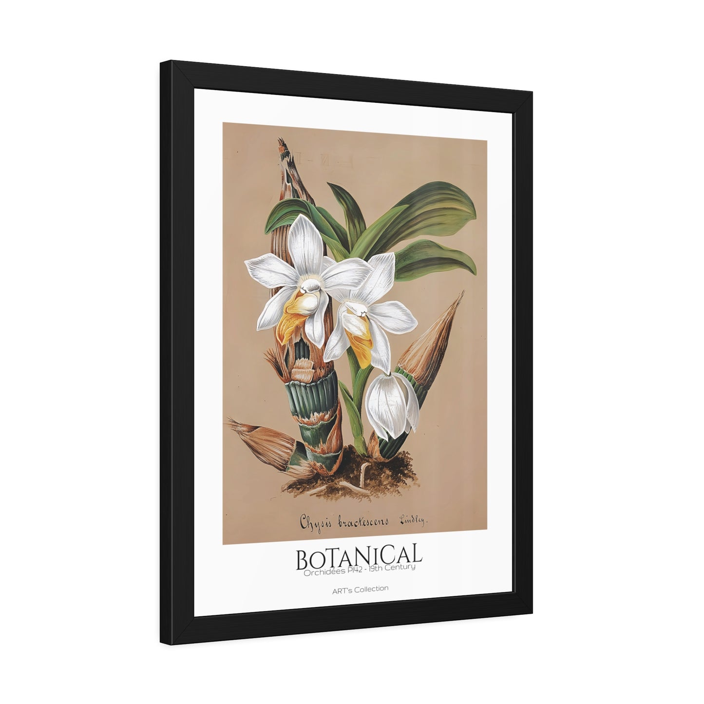 Botanical - Orchidées Pl.42 (19th Century) / Affiche Encadrée série ART's Collection