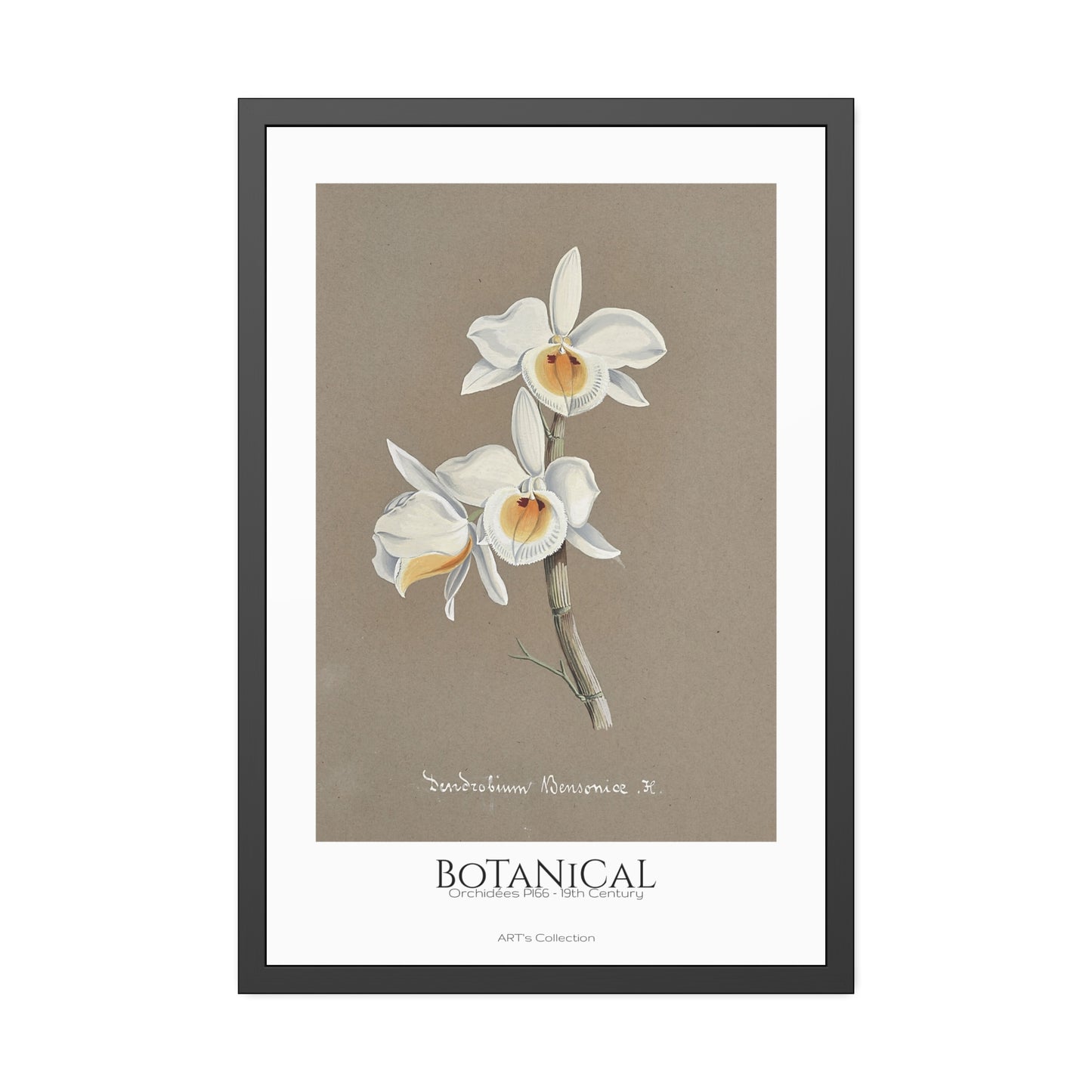 Botanical - Orchidées Pl.66 (19th Century) / Affiche Encadrée série ART's Collection