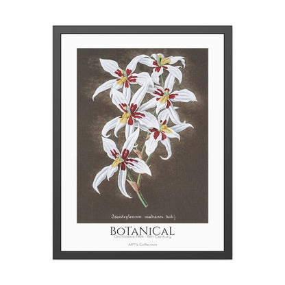 Botanical - Orchidées Pl.64 (19th Century) / Affiche Encadrée série ART's Collection