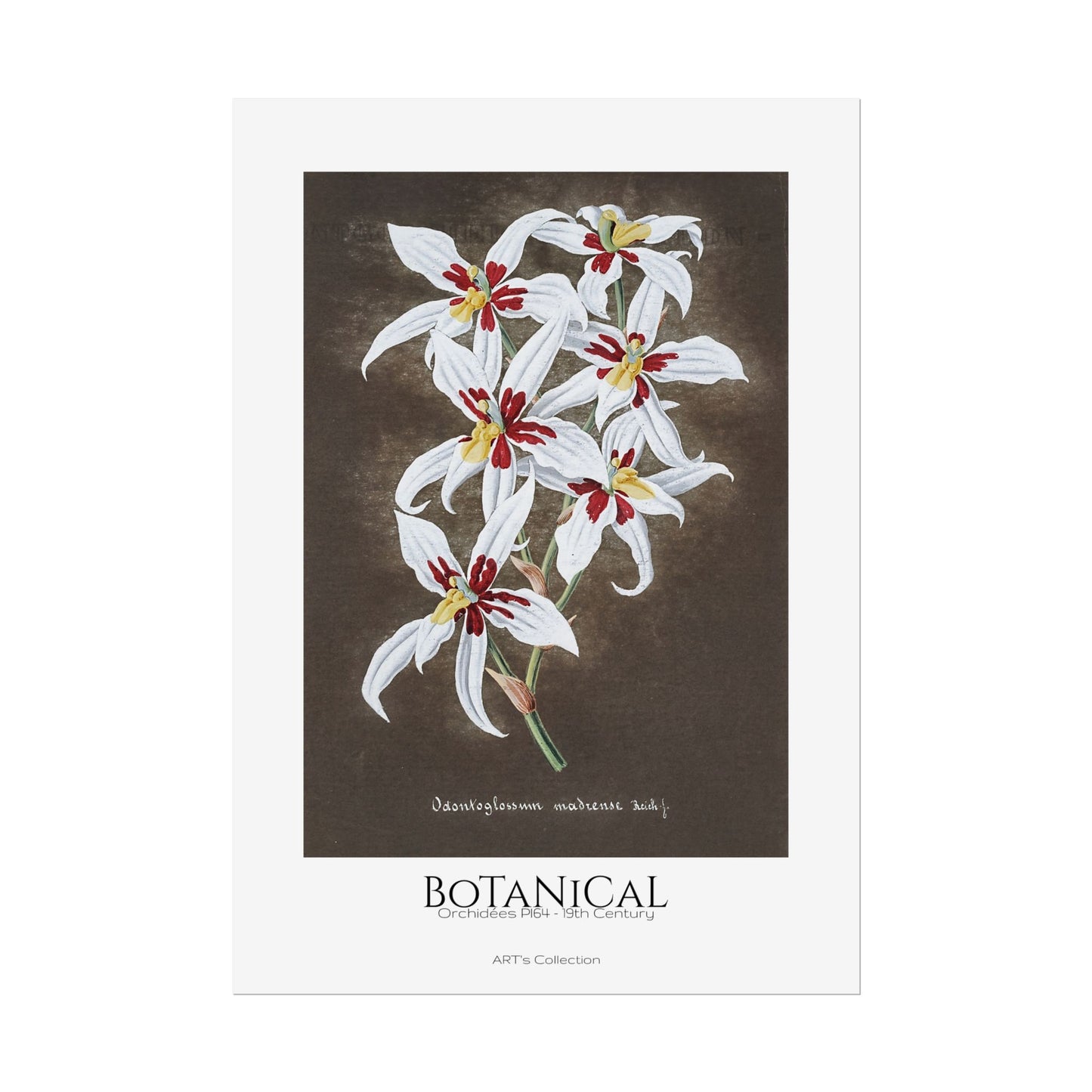Botanical - Orchidées Pl.64 (19th Century) / Affiche imprimée - Série ART's Collection