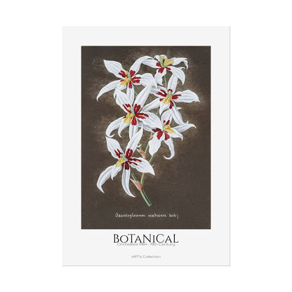 Botanical - Orchidées Pl.64 (19th Century) / Affiche imprimée - Série ART's Collection