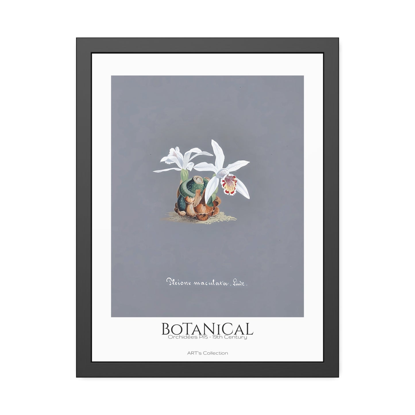 Botanical - Orchidées Pl.15 (19th Century) / Affiche Encadrée série ART's Collection