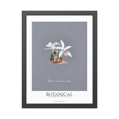 Botanical - Orchidées Pl.15 (19th Century) / Affiche Encadrée série ART's Collection