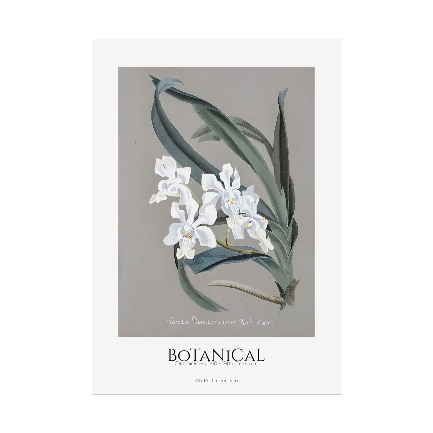 Botanical - Orchidées Pl.10 (19th Century) / Affiche imprimée - Série ART's Collection
