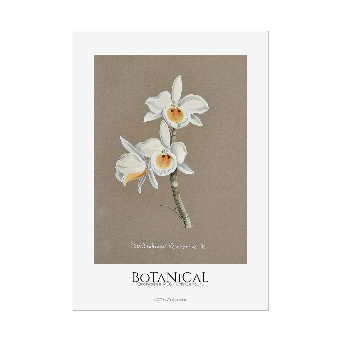 Botanical - Orchidées Pl.66 (19th Century) / Affiche imprimée - Série ART's Collection
