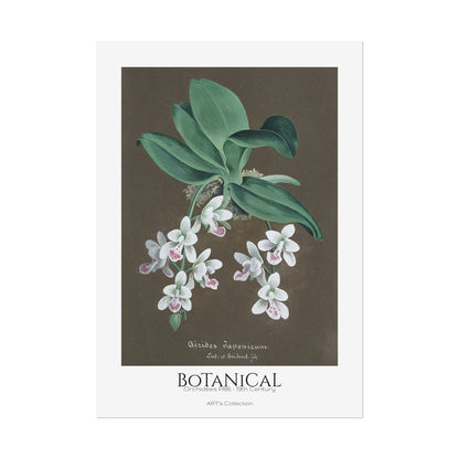 Botanical - Orchidées Pl.86 (19th Century) / Affiche imprimée - Série ART's Collection