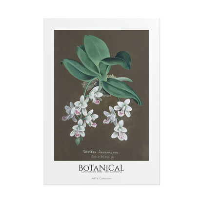 Botanical - Orchidées Pl.86 (19th Century) / Affiche imprimée - Série ART's Collection