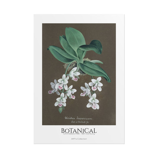 Botanical - Orchidées Pl.86 (19th Century) / Affiche imprimée - Série ART's Collection