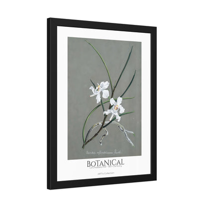 Botanical - Orchidées Pl.31 (19th Century) / Affiche Encadrée série ART's Collection