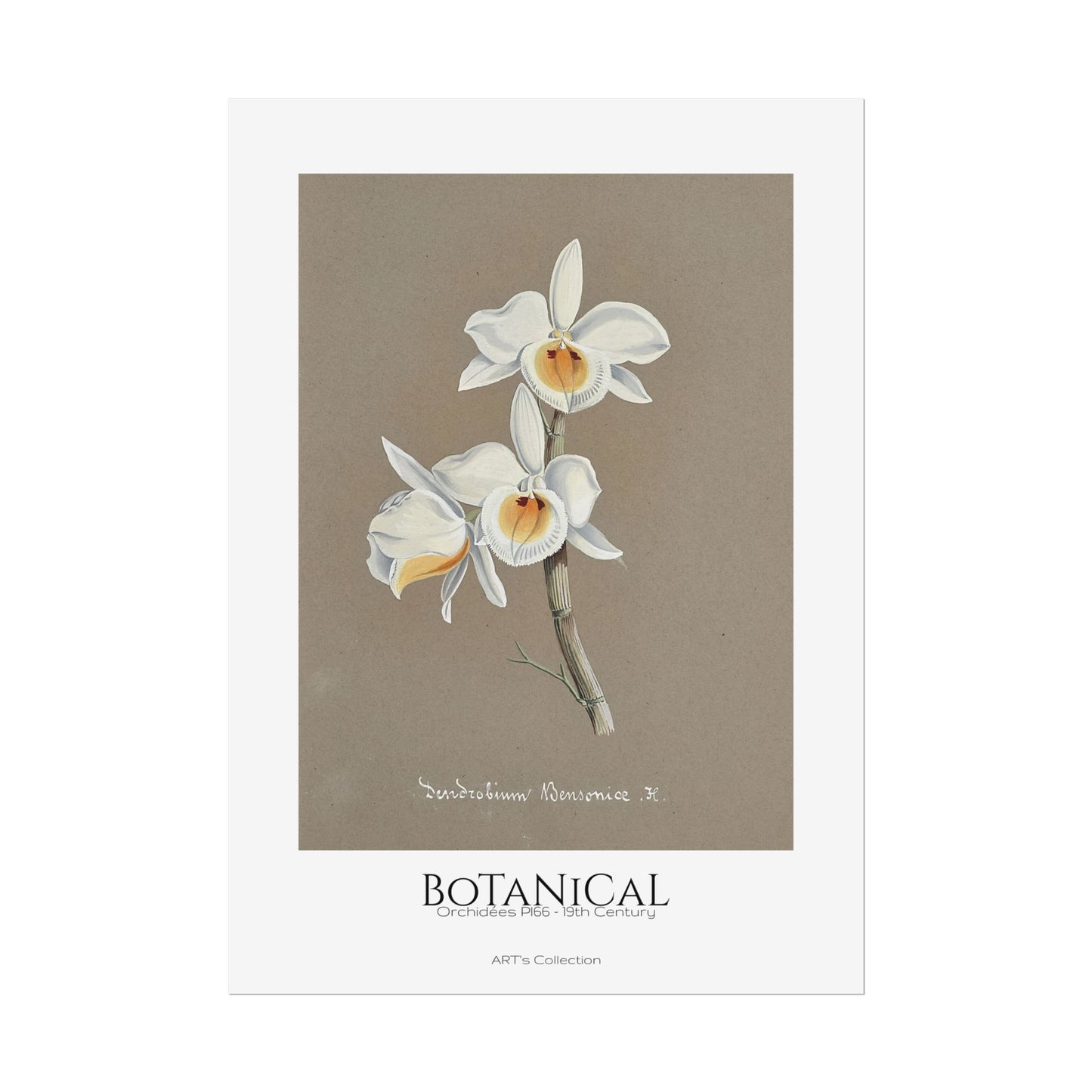 Botanical - Orchidées Pl.66 (19th Century) / Affiche imprimée - Série ART's Collection