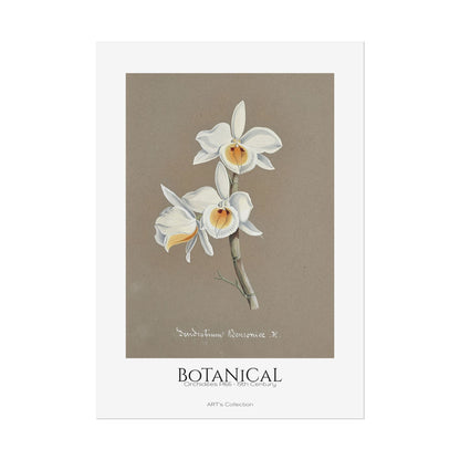 Botanical - Orchidées Pl.66 (19th Century) / Affiche imprimée - Série ART's Collection