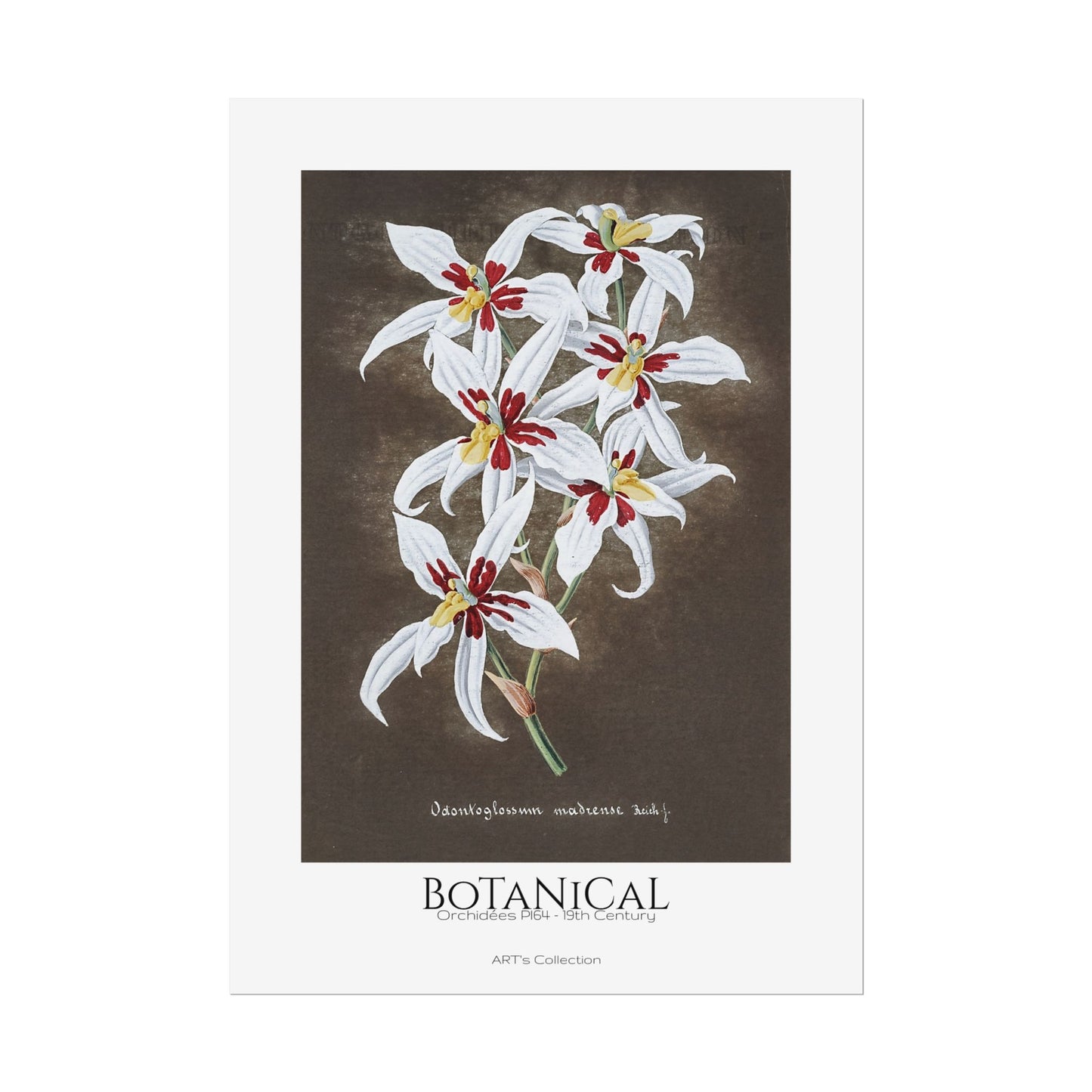 Botanical - Orchidées Pl.64 (19th Century) / Affiche imprimée - Série ART's Collection